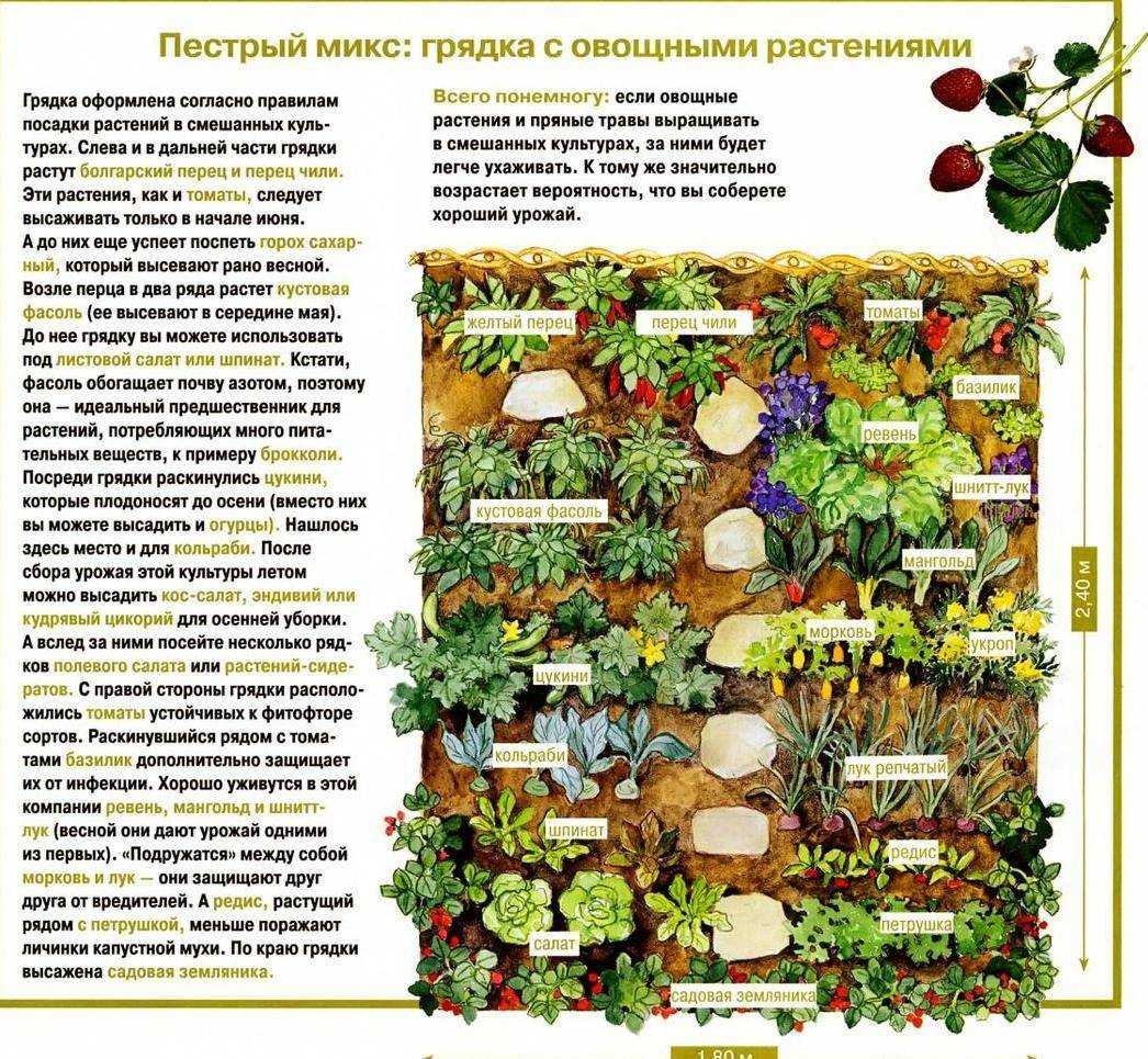Что посадить рядом с грушей: хорошая и плохая совместимость на участке