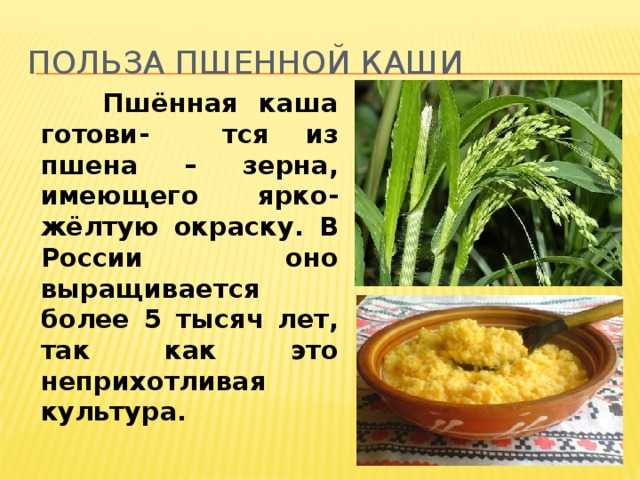 Крупа из проса. пшено: полезные свойства и способы приготовления