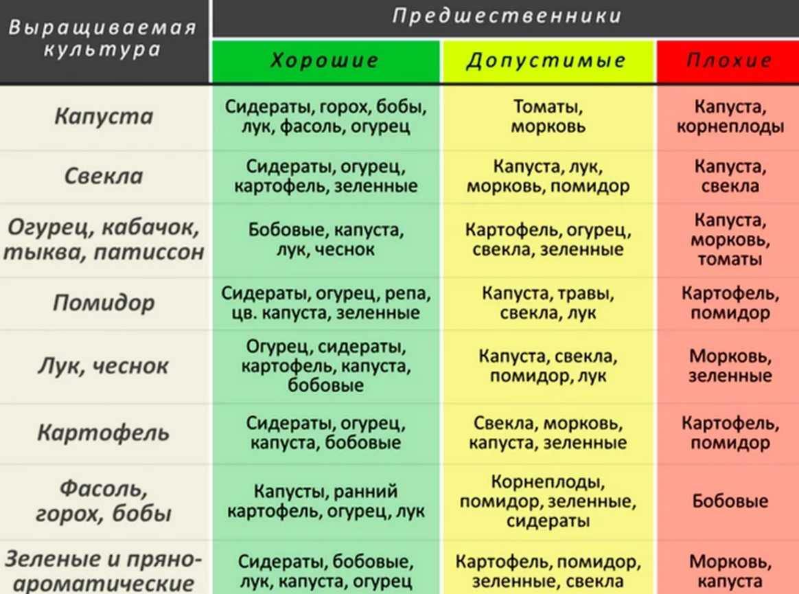 Севооборот на огороде что после чего можно сажать на огороде таблица