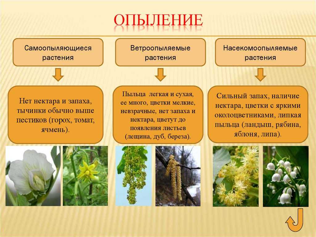 Что такое сорт опылитель для яблони - у дачки