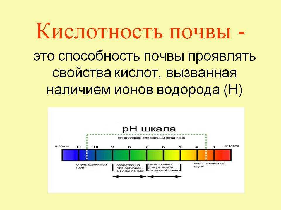 Как подкислить почву - 4 лучших способа