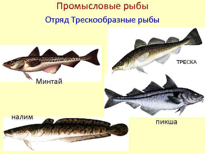 Что лучше навага или минтай – отличия