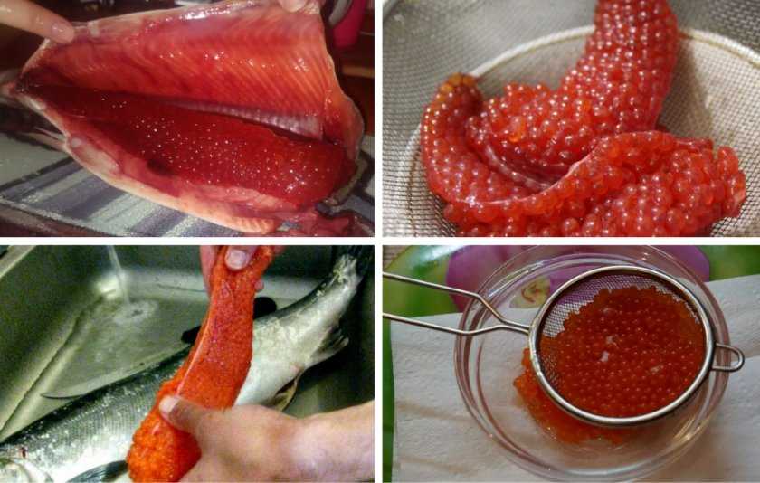 Как засолить икру горбуши в домашних условиях? 4 быстрых и вкусных рецепта