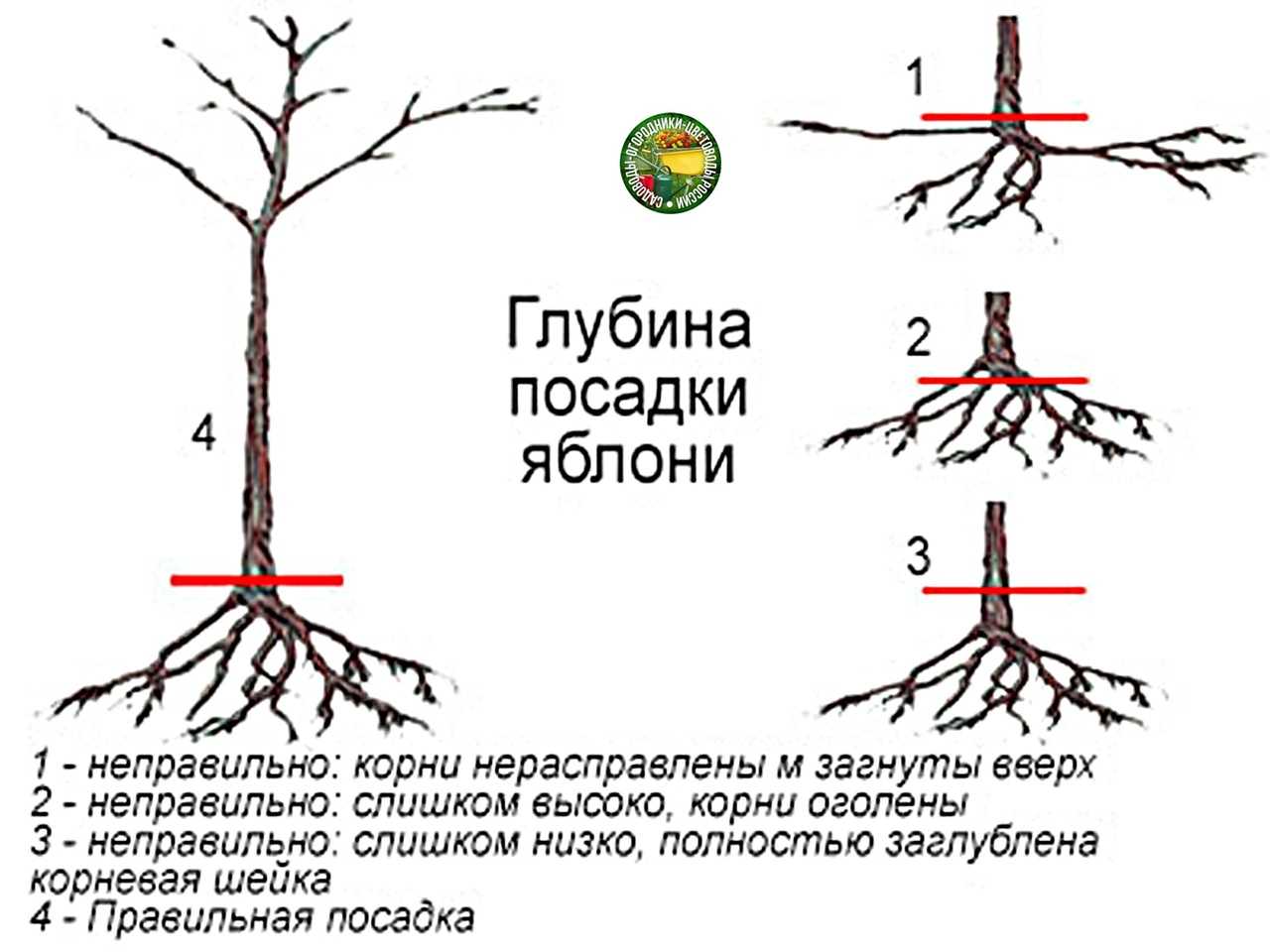Что означает сорт самобесплодный?
