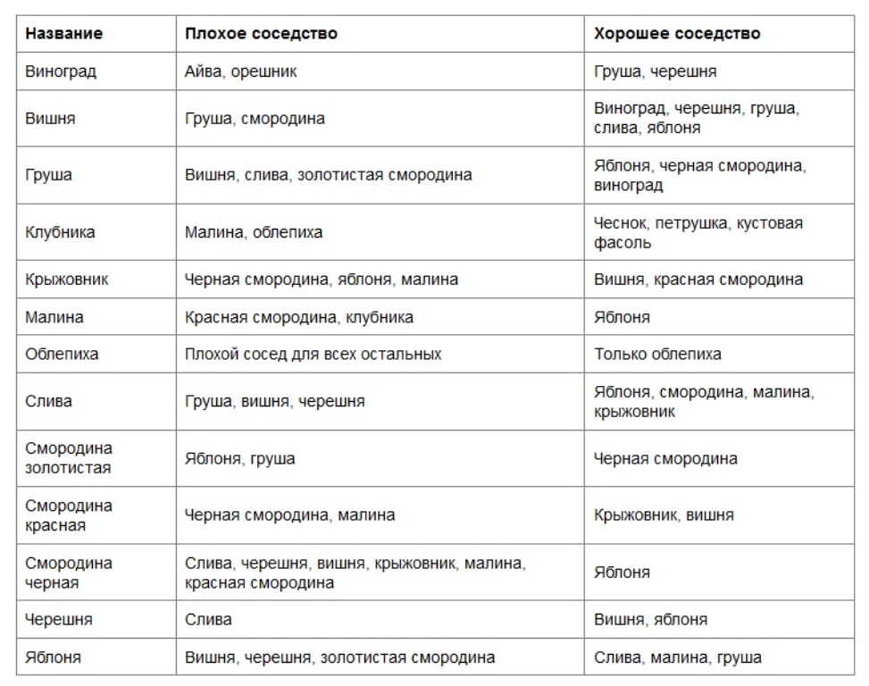 С чем рядом можно посадить персик, а с чем нельзя: совместимость культур - etocvetochki.com