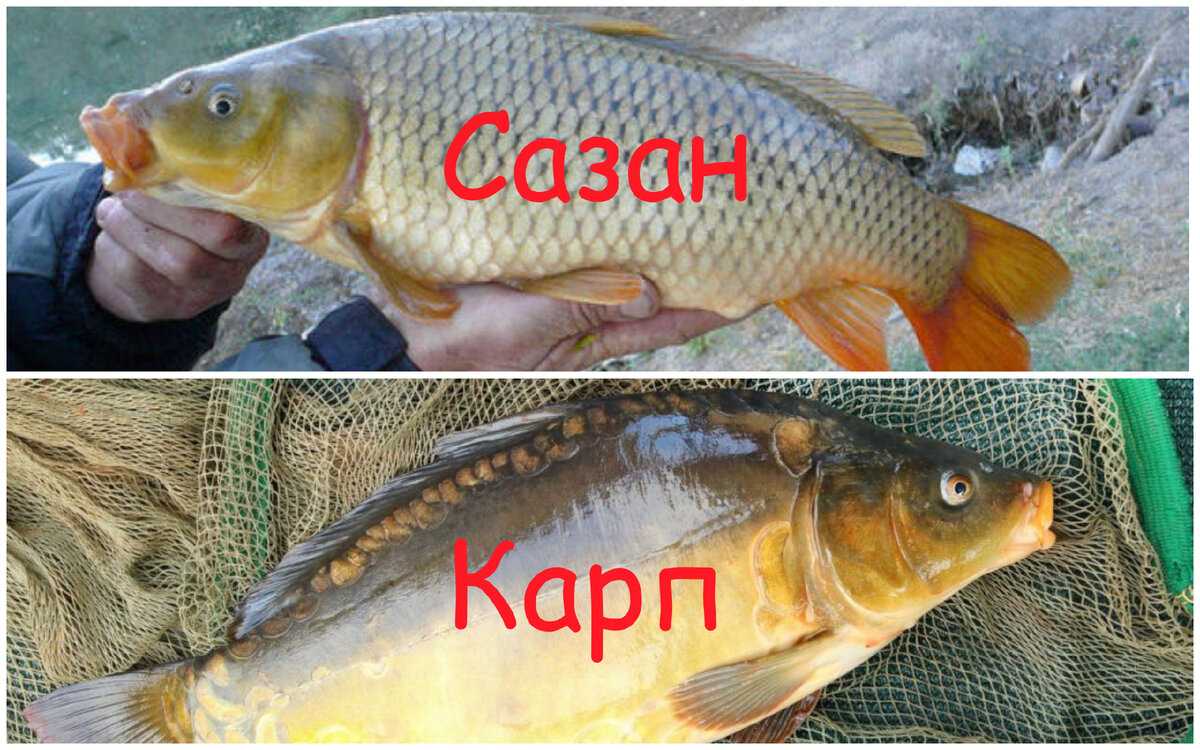 Отличие карпа от сазана, описание по видам