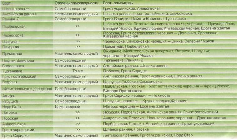 Опыляет ли вишня черешню