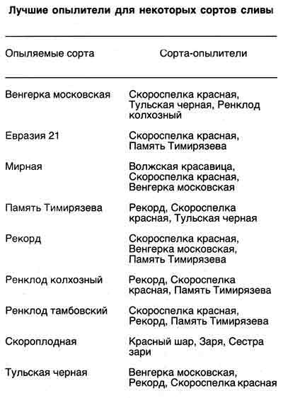 Вишня опылитель для всех сортов - ogorodexp.ru
