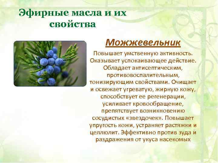 Можжевельник: лечебные свойства и противопоказания