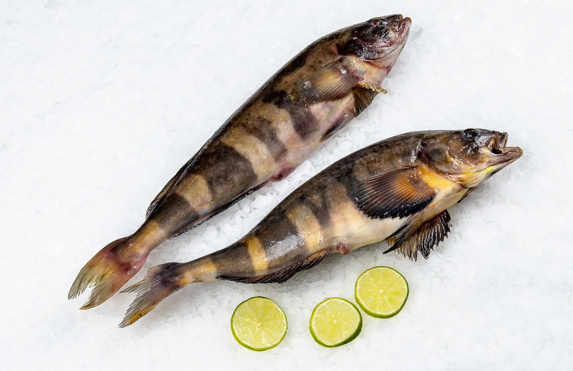 🚩 рыба терпуг: что приготовить из терпуга - рецепты в духовке, на сковороде