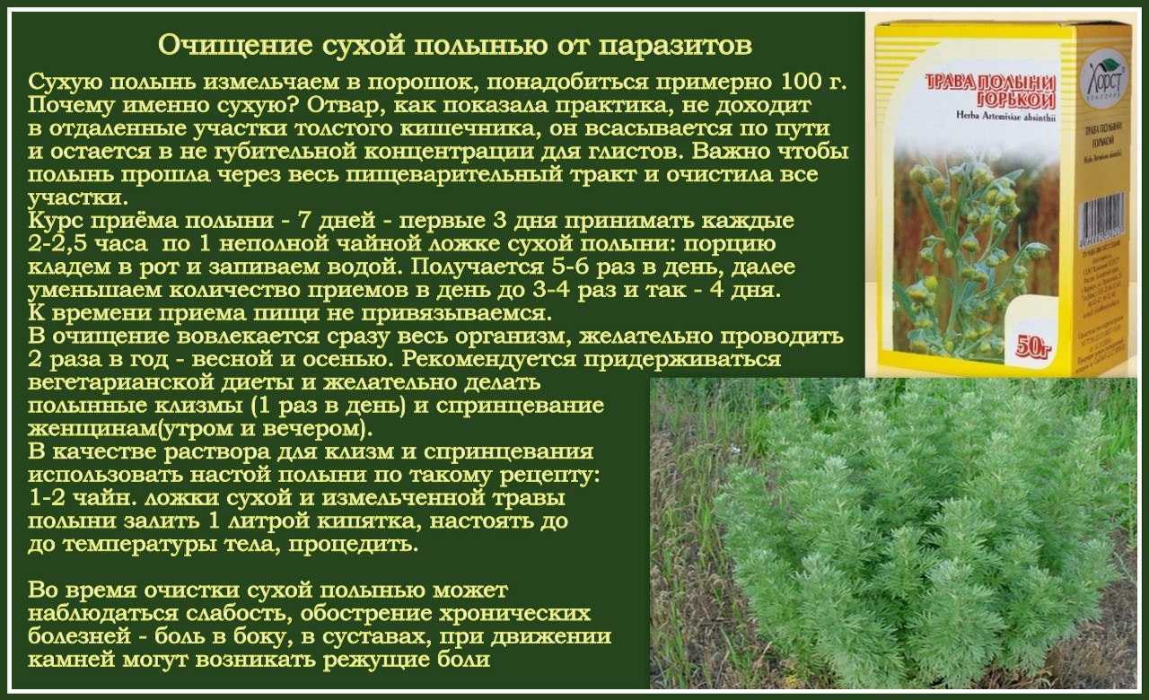 Полынь горькая, лечебные свойства, описание, применение, противопоказания, рецепты, фото