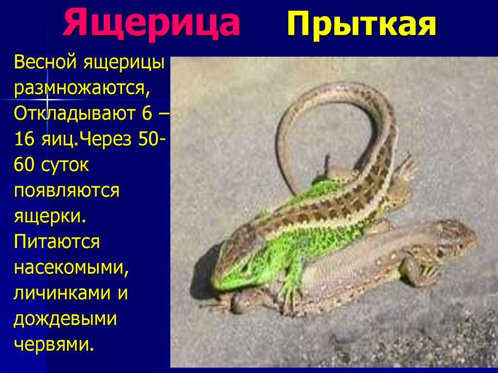 Как избавиться от ящериц из дома простыми и эффективными способами?