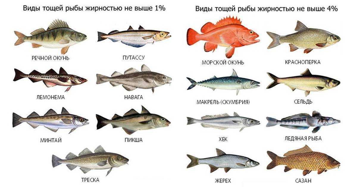 Чем похожи минтай и хек