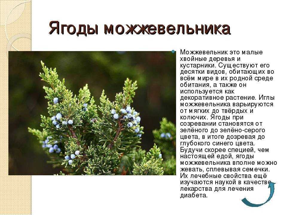 Можжевельник: польза и вред, рецепты приготовления отваров