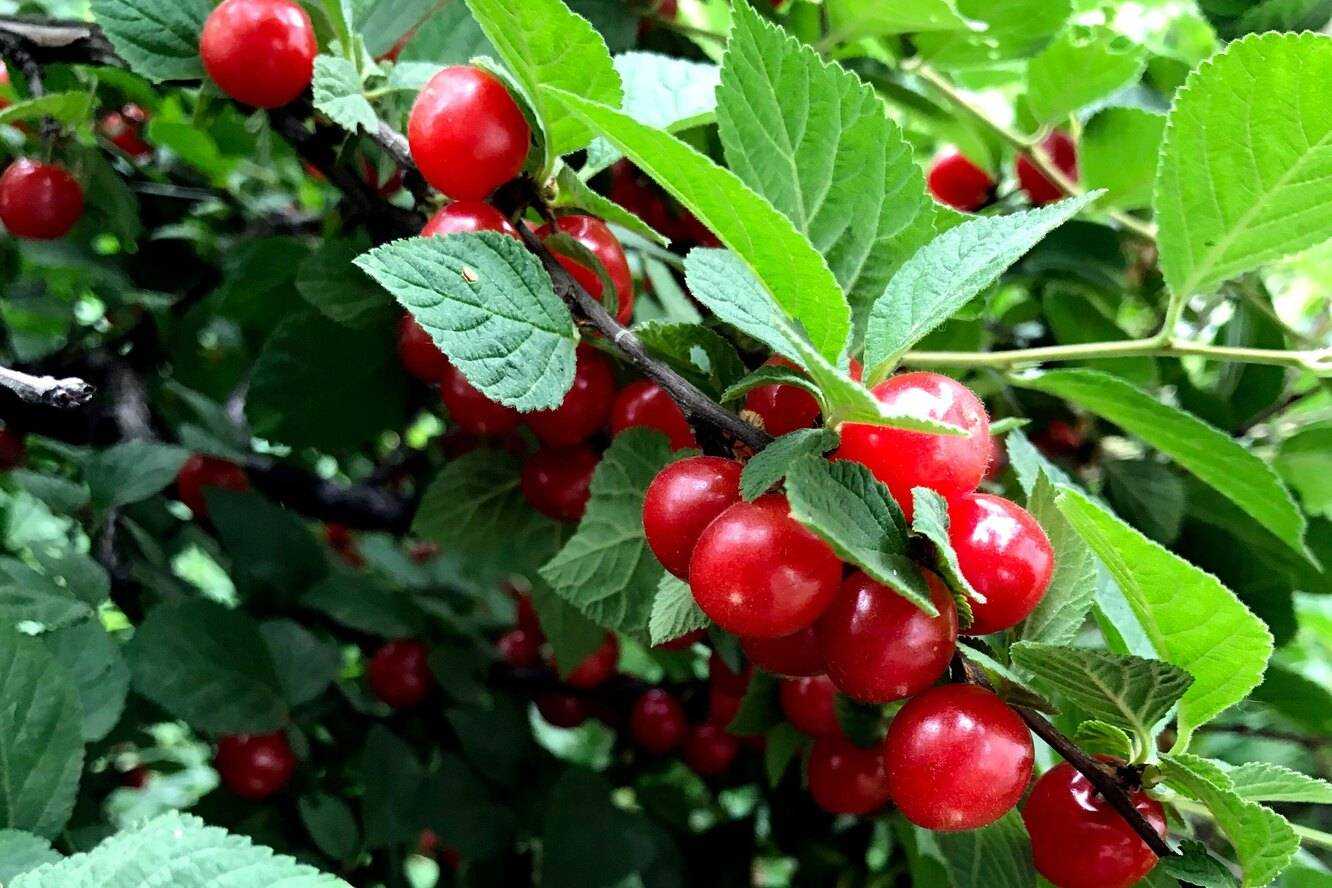 Что посадить рядом с яблоней: совместимость с другими деревьями и кустами