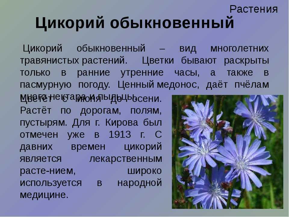 Цикорий — сорняк, который заменит кофе и поможет похудеть. сбор и хранение. как приготовить? противопоказания. фото — ботаничка