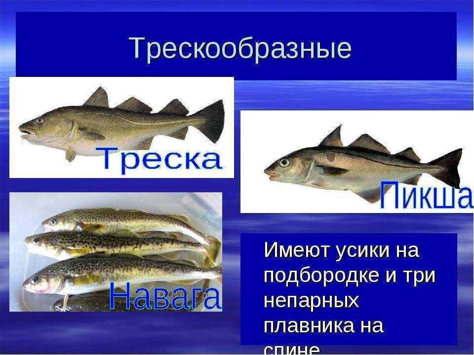 Минтай и треска: отличия, что лучше, вкуснее, полезнее - onwomen.ru