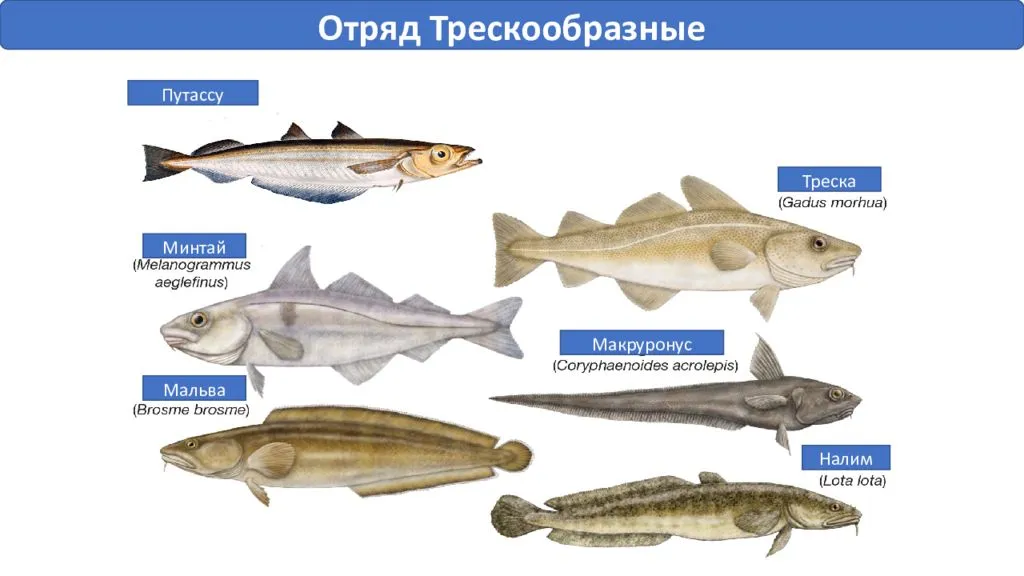 Треска хек минтай. Рыба семейства тресковых морская. Минтай строение рыбы. Рыба морская тресковые пикша. Минтай семейство тресковых.