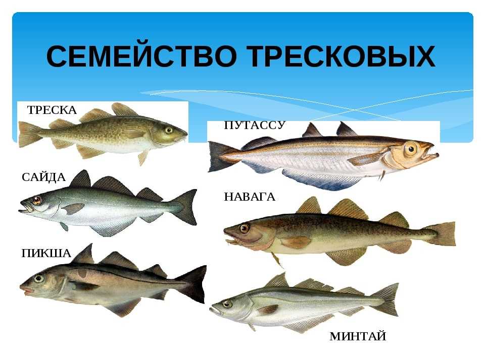 ✅ как отличить треску от минтая - fish-hunt.net.ru