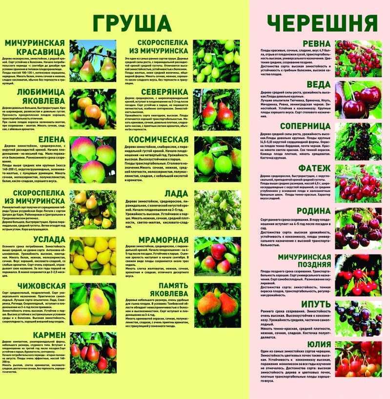 Опыление вишни в домашних условиях: основные методы