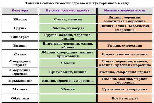 Совместимость плодово ягодных культур при посадке таблица. совместимость деревьев