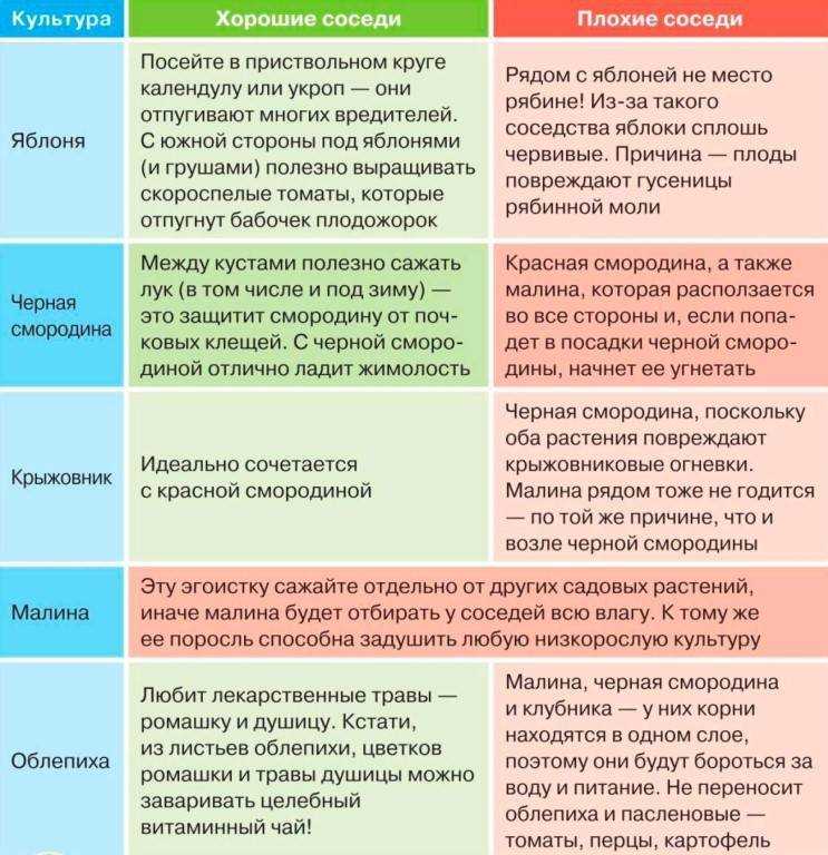 С чем рядом можно посадить красную смородину, а с чем нельзя: хорошие и плохие соседи - etocvetochki.com