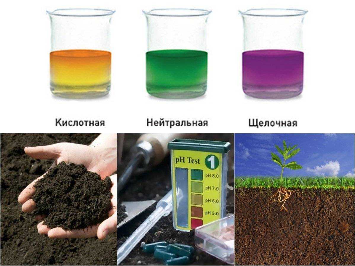 Все о щелочной почве. щелочная почва что делать что добавить в землю? - ремсовет
