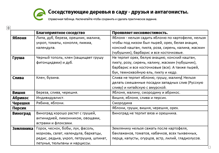 Соседи абрикоса на участке, с чем сажать рядом
