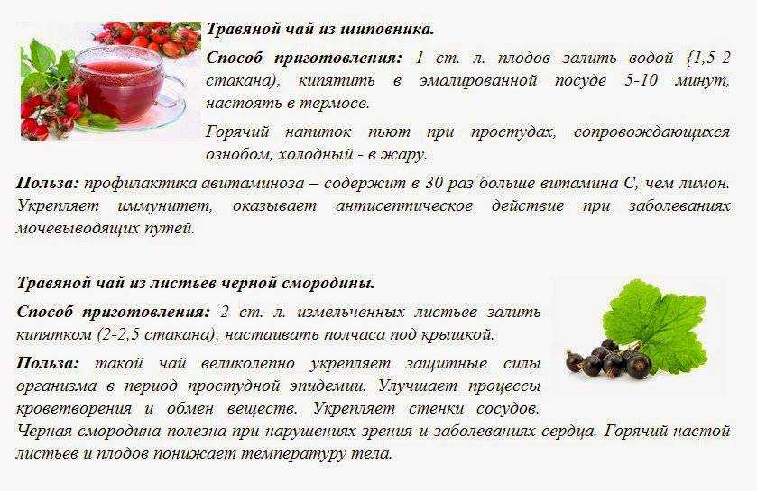 Листья земляники когда собирать