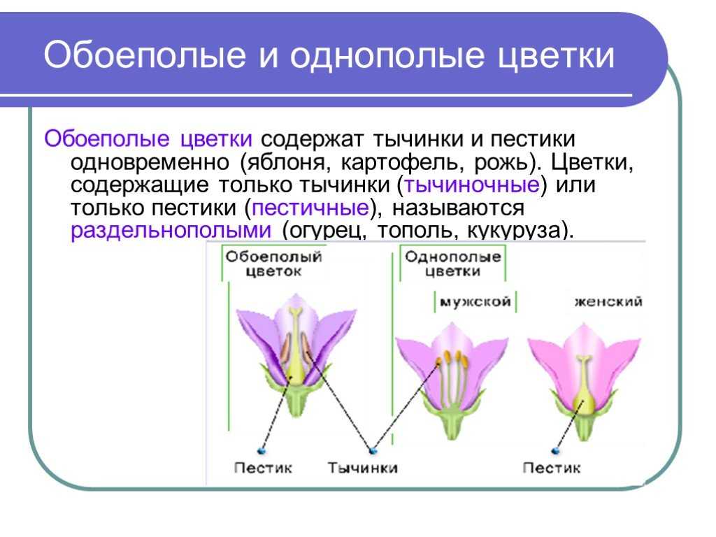 Опыление яблони: естественное и искусственное, как помочь дереву - onwomen.ru